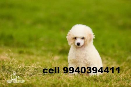 toy poodle puppies for sale in chennai
