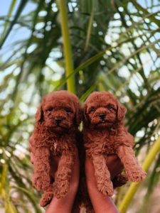Toy poodle puppies