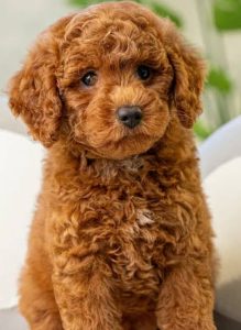 Toy poodle puppies 🐶🐶