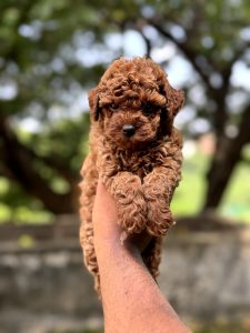 Toy poodle puppies available in Chennai