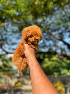 Toy poodle puppies available in Chennai