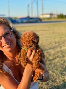 Toy poodle puppies