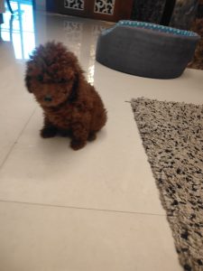 Toy poodle puppy for sale