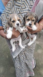 Tri color Beagle puppies