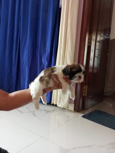 Tri- colored Shih tzu