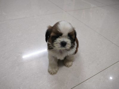 Tricolour coat male Shih Tzu dog