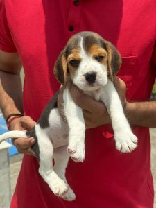 Trust Kennel Beagle Pups For Sale Delhi