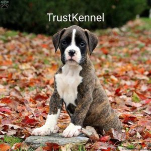 Trust Kennel Boxer Pups For Sale