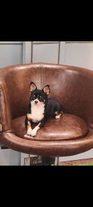 Trust Kennel Chihuahua Pups For Sale