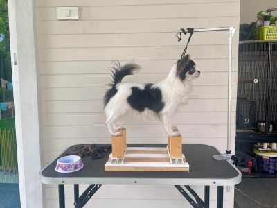 Trust Kennel Chihuahua Pups For Sal3