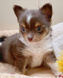 Trust Kennel Chihuahua Pups Available For Sell