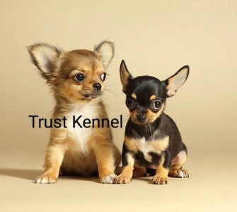 Trust Kennel Chihuahua long Coated For Sale