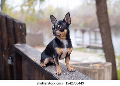 Trust Kennel Chihuahua Puppies Available Here