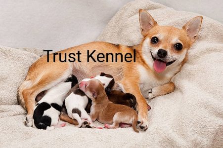 Trust Kennel Chihuahua Puppies Available Here