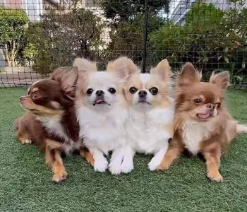 Trust Kennel Chihuahua Puppies Available Here