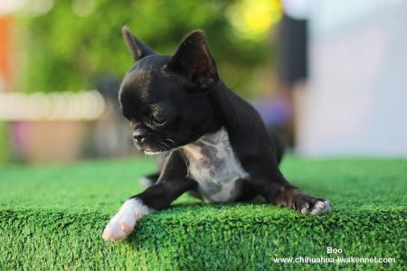 Trust Kennel Chihuahua Puppies Availbale