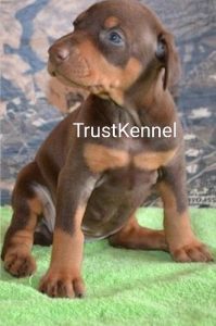 Trust Kennel Doberman Pups For Sale