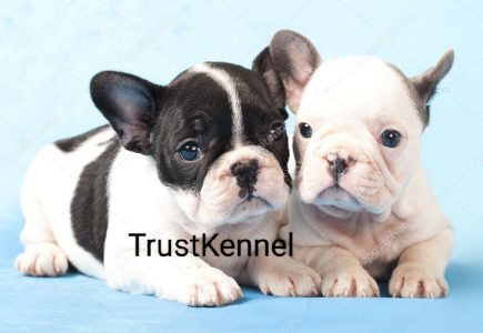 Trust Kennel French Bulldog Pups Available