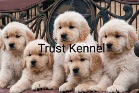 Trust Kennel GoldenRetriever Puppies Available Here