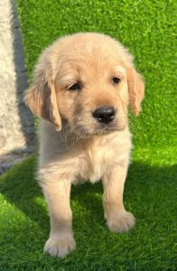 Trust Kennel GoldenRetriever Pups For Sale