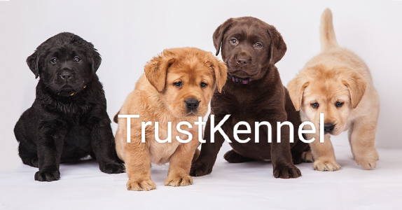 Trust Kennel Labrador Pups Available Here
