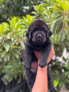 Trust Kennel Labrador Puppies Available Here Delhi