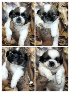 Trust Kennel Offers ShihTzu Puppies Available Here