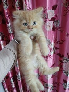 Trust Kennel Persian kittens Available Here