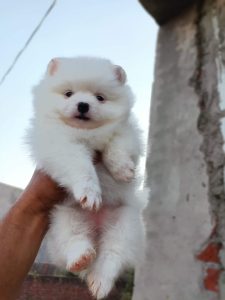 Trust Kennel Pom Puppies Ready Now Searching New Homes