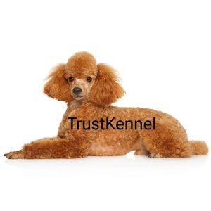 Trust Kennel Poodle Puppies For Sale