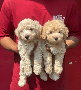 Trust Kennel Poodle Pups For Sale