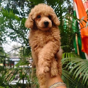 Trust Kennel Poodle Puppies For Sell
