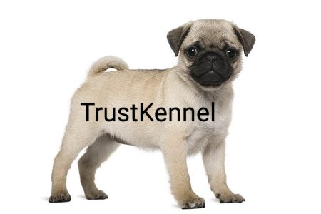 Trust Kennel Pug Pups For Sale