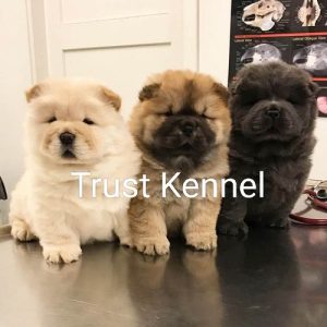 Trust Kennel Best Quality Chow Chow Pups For Sale