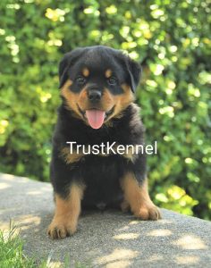 Trust Kennel Rottweiler Pups Available Here