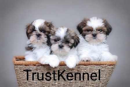 Trust Kennel ShihTzu Puppies Available Here Call Me