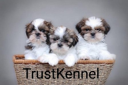 Trust Kennel ShihTzu Puppies Available