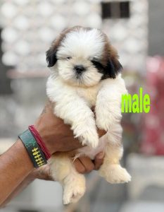 Trust Kennel Shihtzu Puppies For Sell