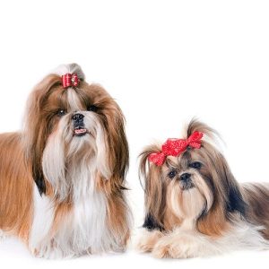 Trust Kennel Shihtzu Pups Available in Delhi