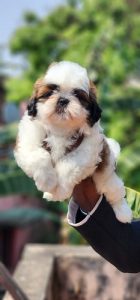 Trust Kennel ShihTzu Puppies Available 9899803008
