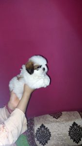 Trust Kennel ShihTzu Puppies Ready Now For Sale
