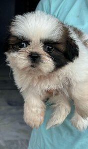 Trust Kennel ShihTzu Puppies Litter Available