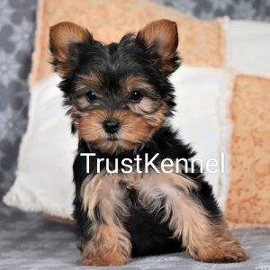 Trust Kennel Yorkshire Terrier Puppies Available In Delhi