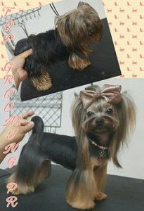 Trust Kennel YorkshireTerrier Puppies For Sale