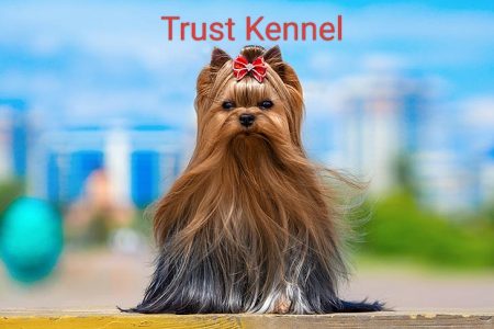 Trust Kennel YorkshireTerrier Puppies For Sale Delhi