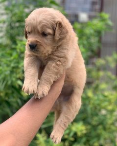 TrustDogSales GoldenRetriver Pups For Sale Delhi