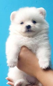 TrustDogSales Pom Pups Available Here