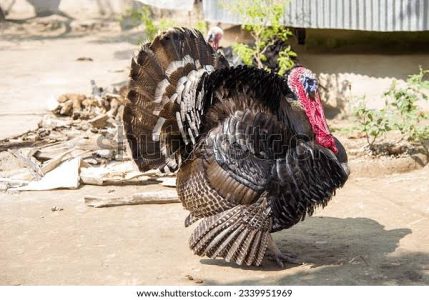 Turkey 🦃 for sale
