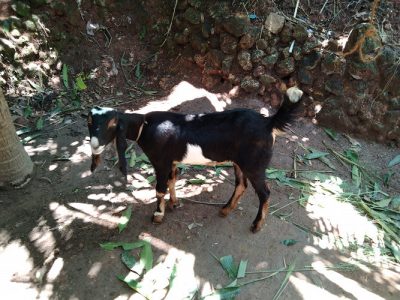 Two black Malabar female goat