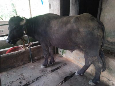 Two buffalo for sale